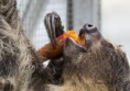 /album/zoo/img-2500-masolata-jpg/